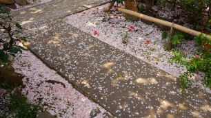 雨宝院 散桜 2014年4月