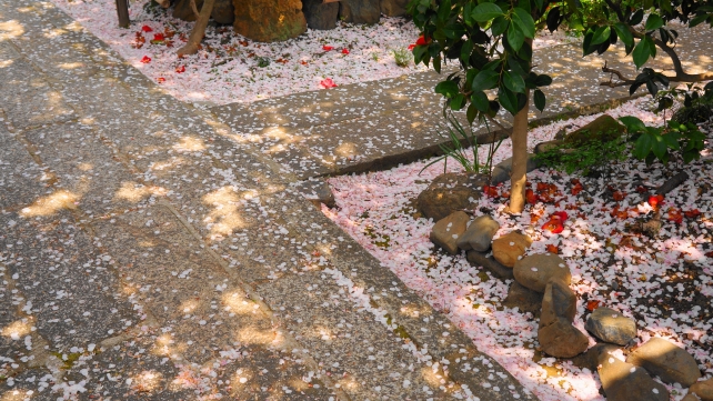 雨宝院のピンクの一面の散桜