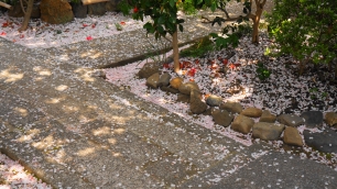 雨宝院　散桜