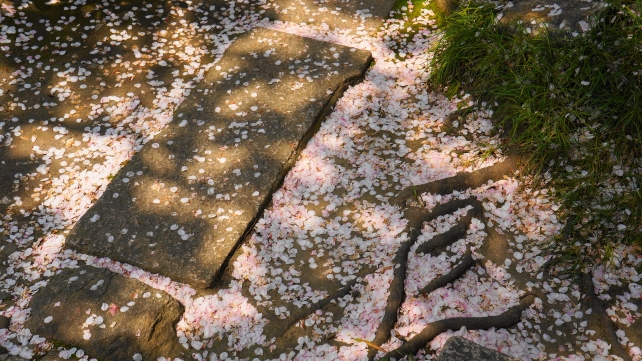 雨宝院の綺麗なピンクの散り桜