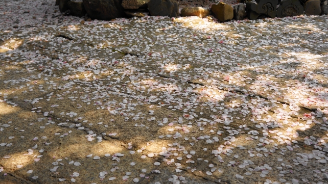 桜の名所の雨宝院の美しい散桜