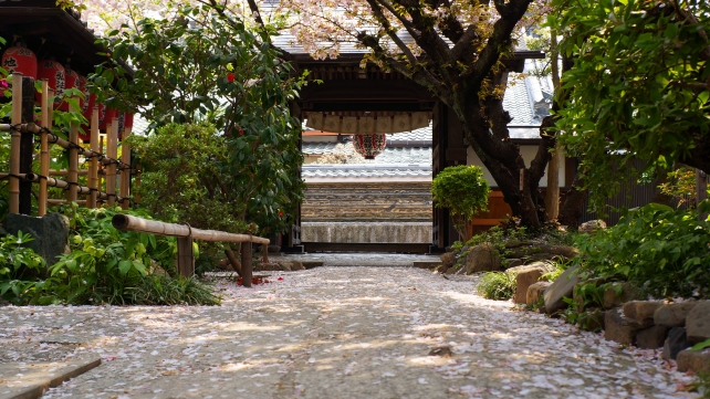 京都の桜の名所の雨宝院の一面の散桜