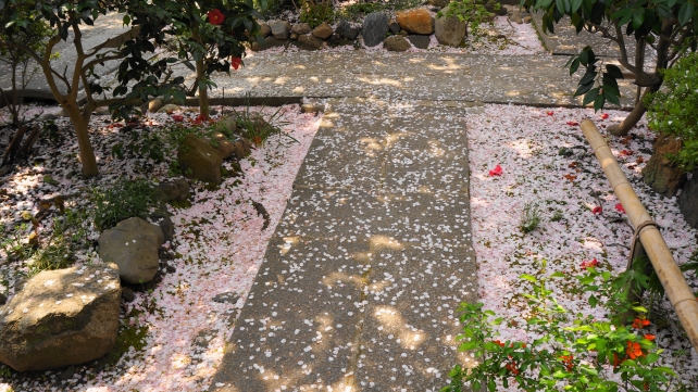 散ってからが綺麗な雨宝院の散桜