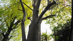 護王神社 カリンの木