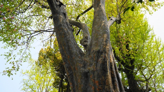 護王神社のカリンの木