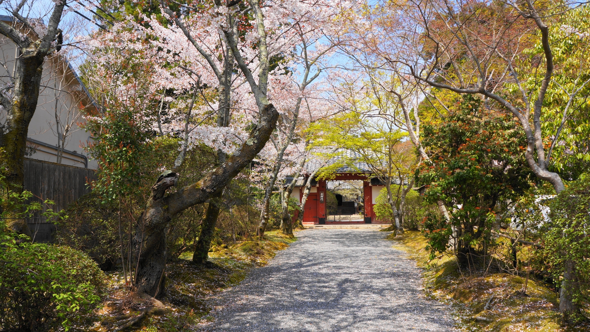 だいぶ散りが入っているも華やかな桜が彩る吉野門