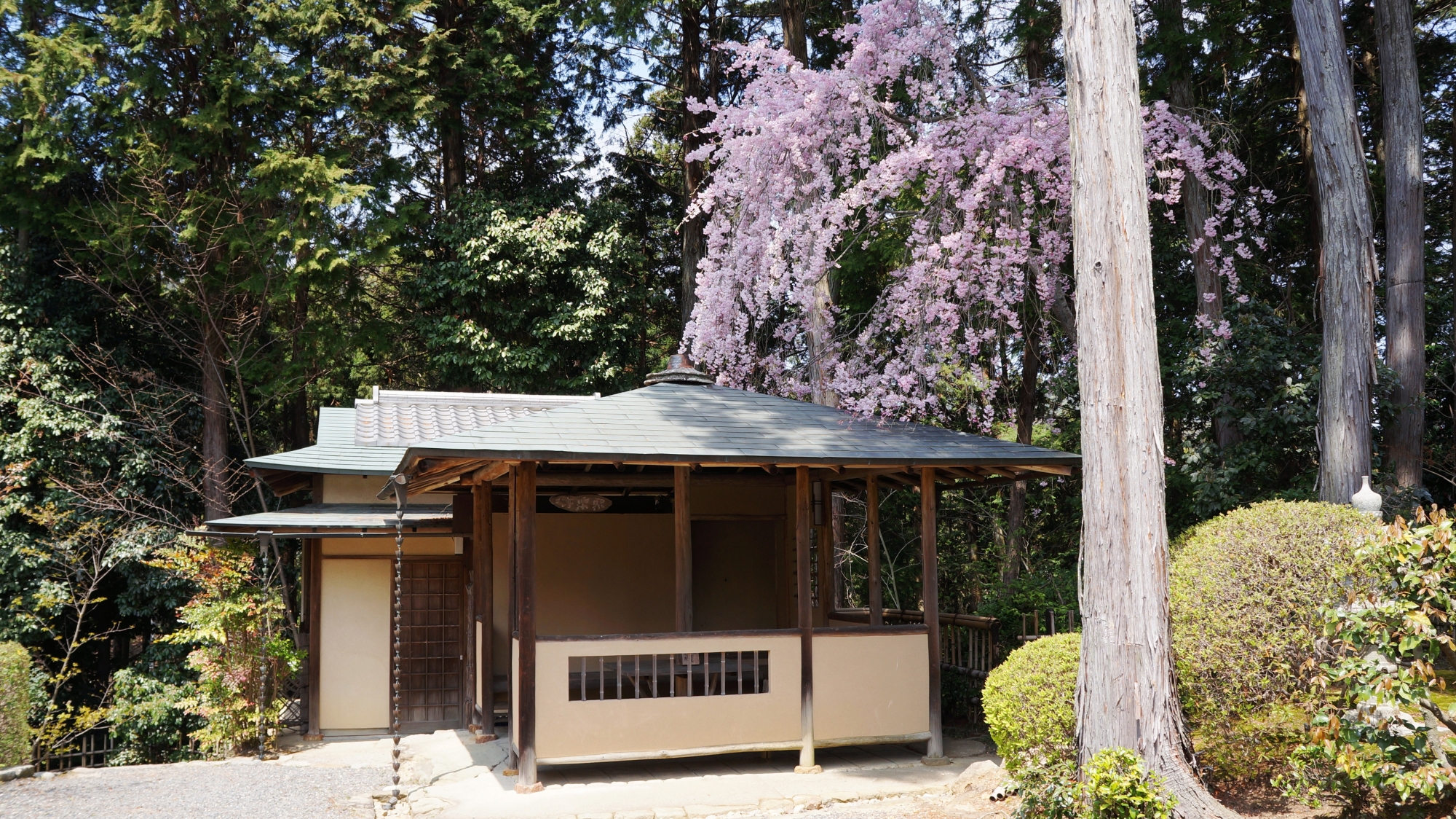常照寺の茶室「聚楽亭」としなやかな枝垂れ桜