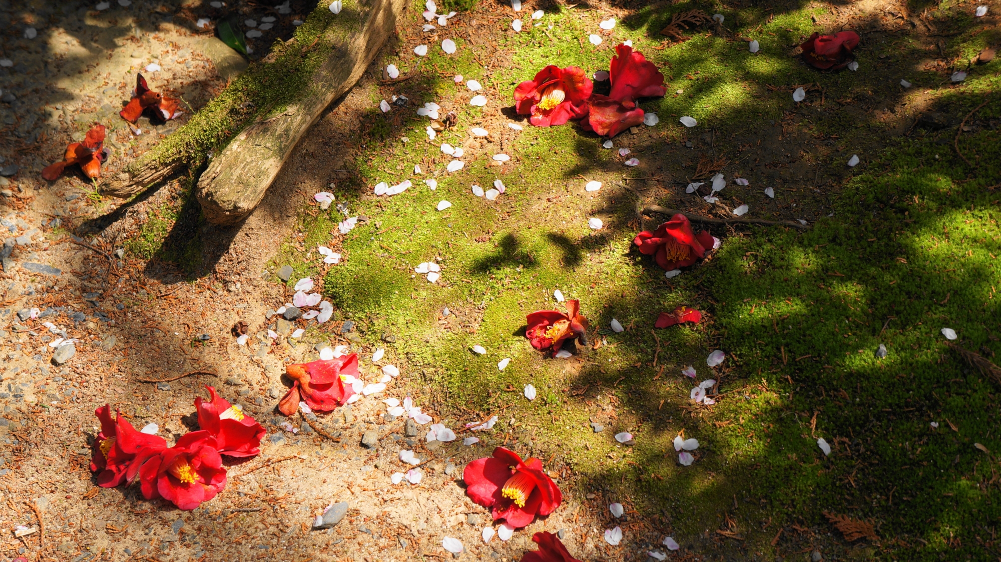 華やかな散り桜と鮮やかな散り椿の散りの競演