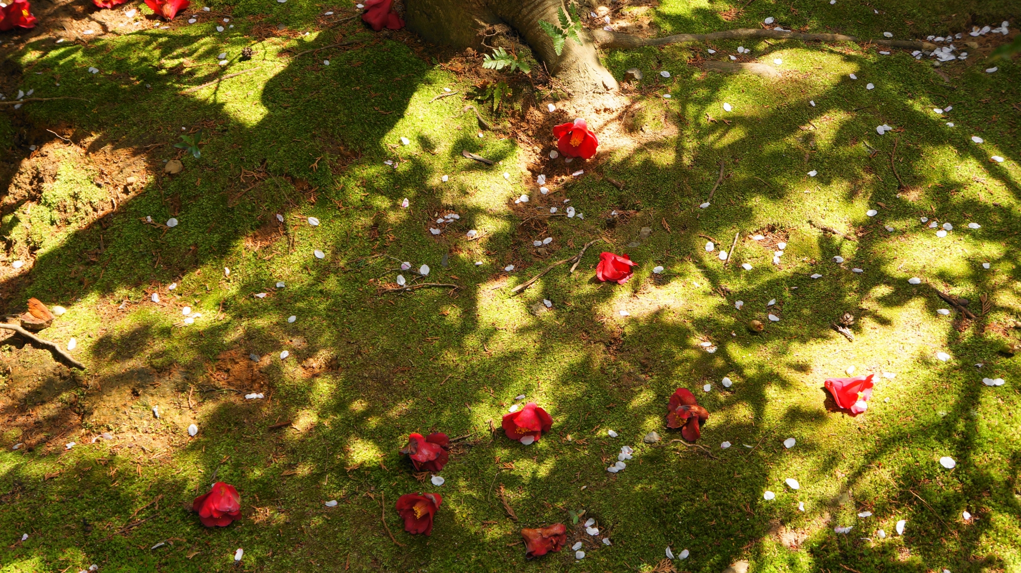 常照寺の緑の苔に落ちた赤い散り椿