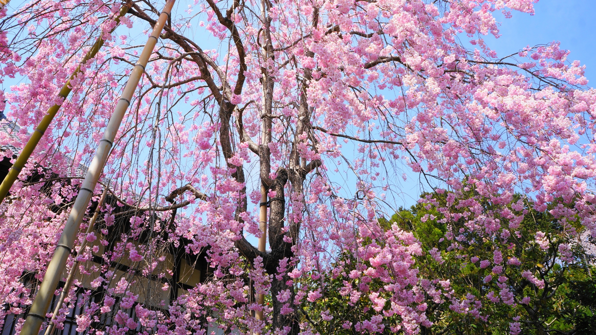 常照寺の青空から降り注ぐ華やかなピンクのしだれ桜