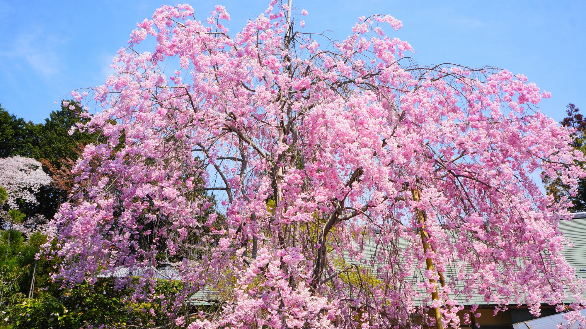 常照寺の霊鷲山の庭（りょうじゅせんのにわ）のしだれ桜