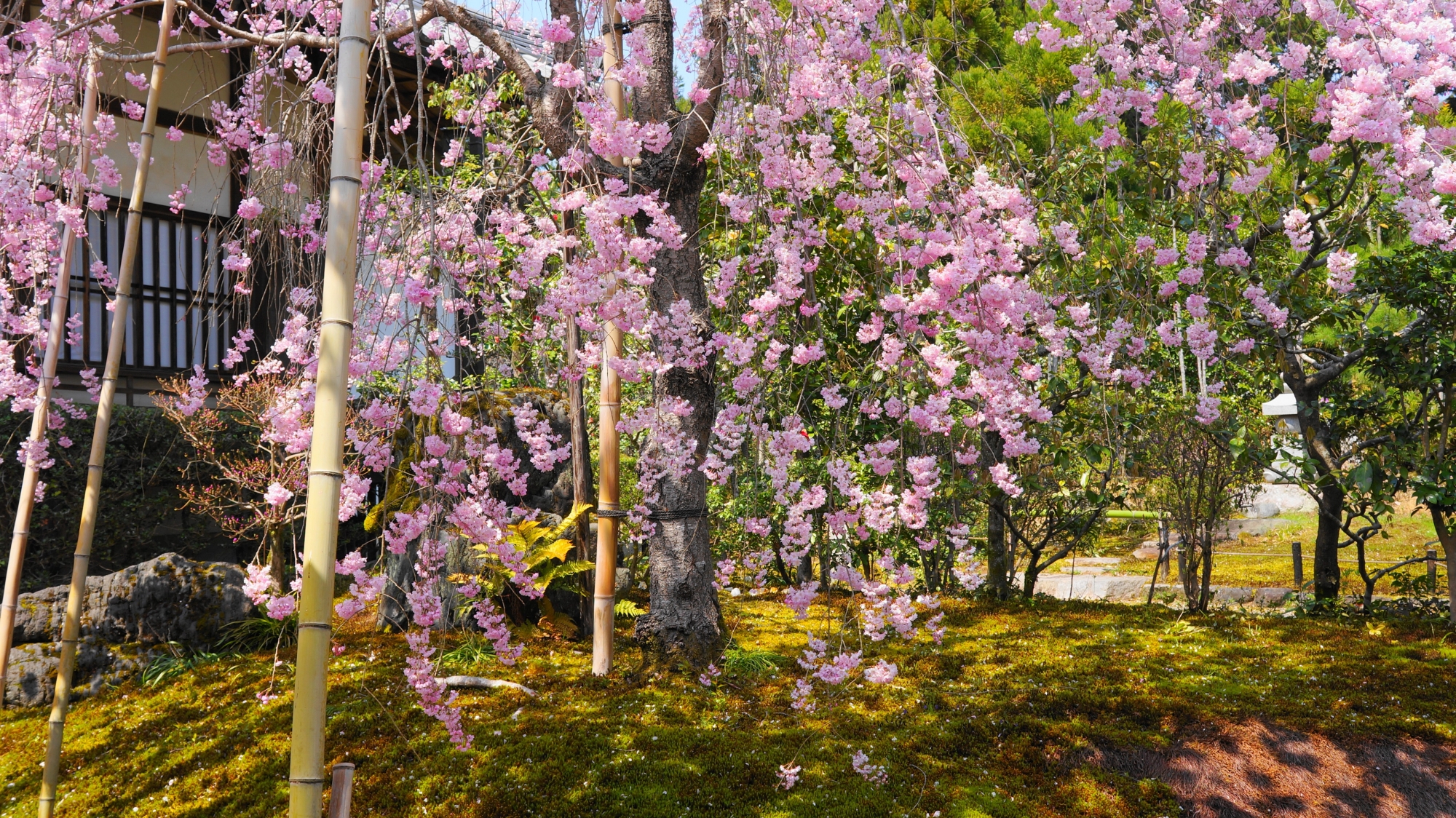 緑の苔の上を雅な雰囲気で揺らぐしだれ桜