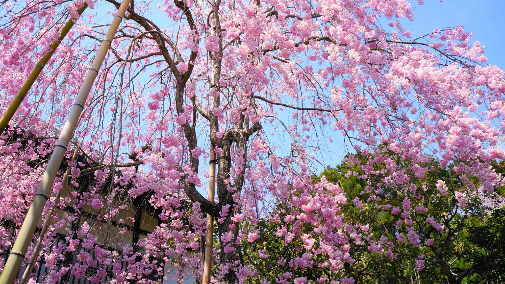 常照寺の素晴らしい桜と春の情景
