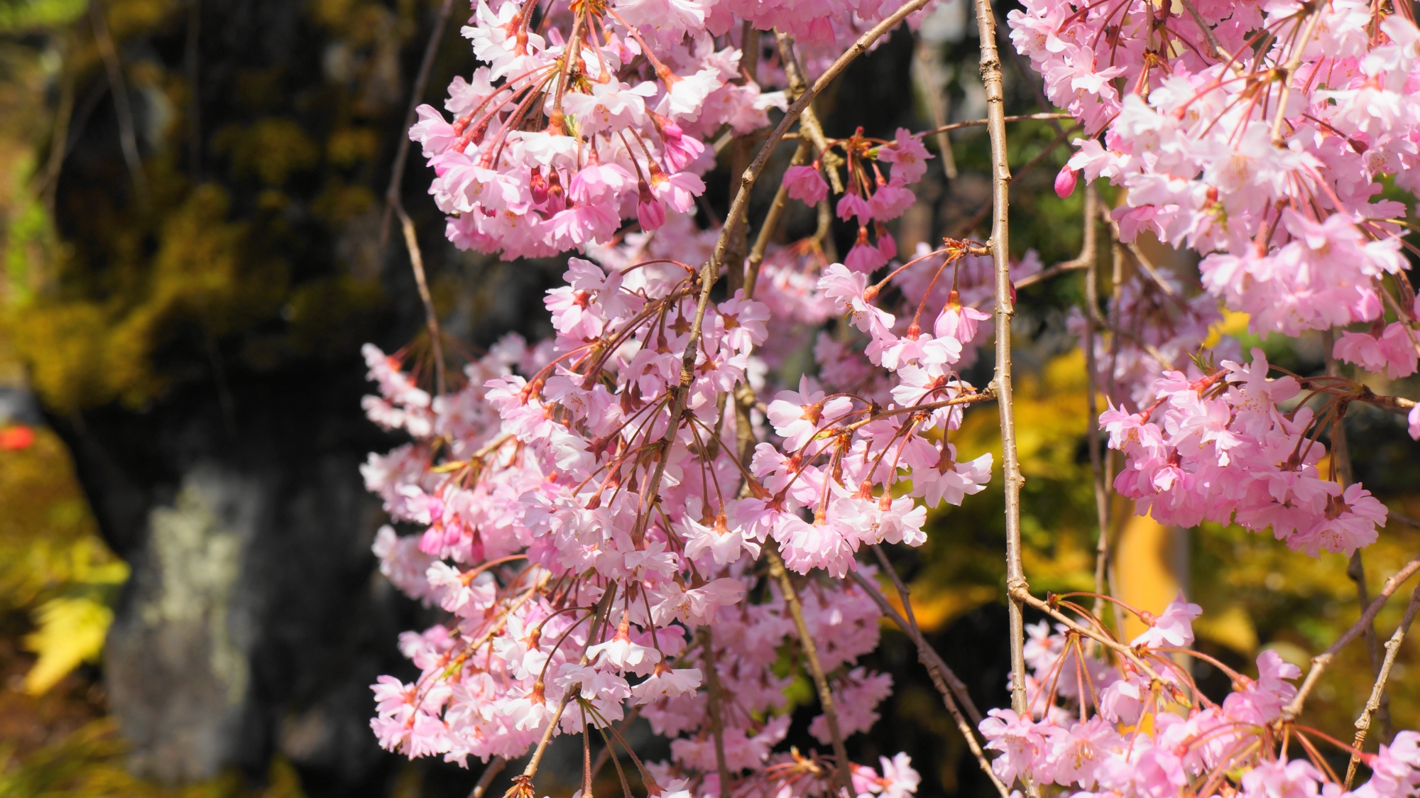 可愛いピンクの花をいっぱいつけて咲く霊鷲山の庭のしだれ桜