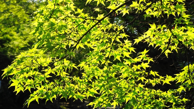 鷺森神社の鮮やかな新緑