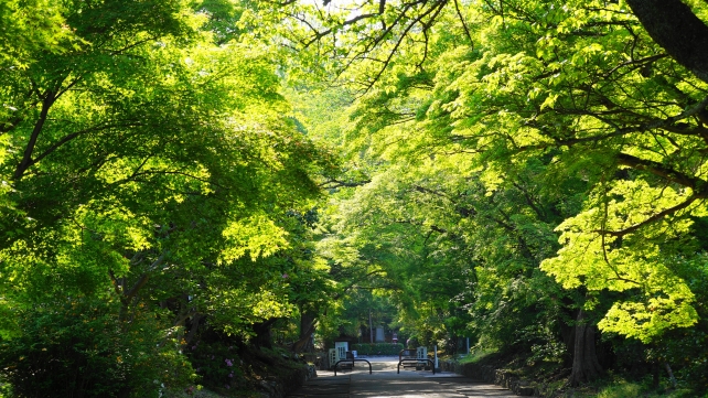 鷺森神社参道の眩しい新緑