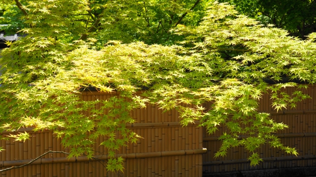 圓光寺の奔龍庭付近の綺麗な青紅葉