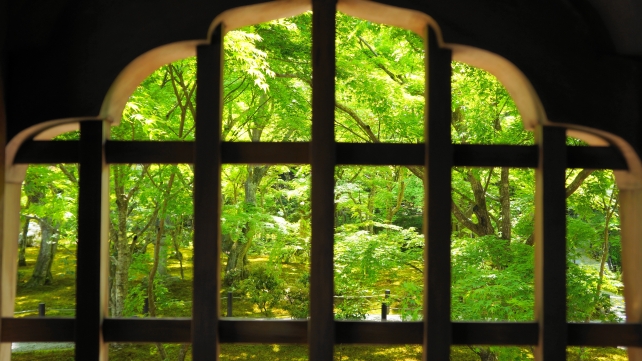 圓光寺の瑞雲閣から眺めた綺麗な新緑