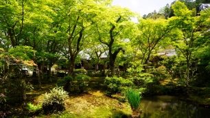 圓光寺の十牛之庭の新緑