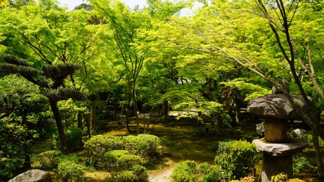 圓光寺の新緑の十牛之庭