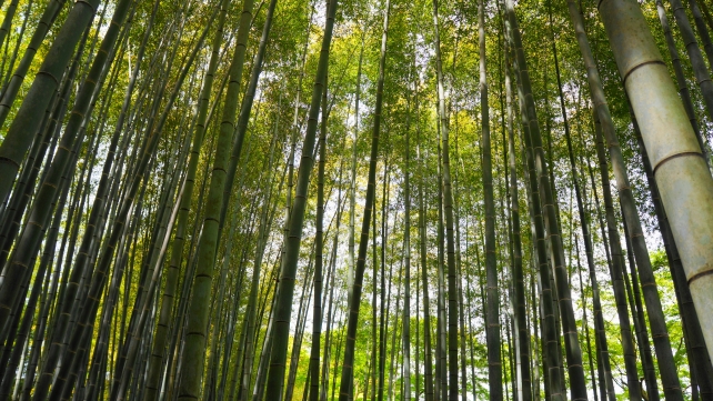 圓光寺の美しい竹林