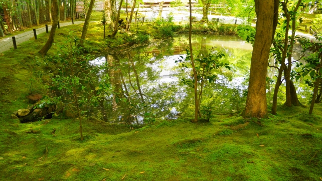 圓光寺の栖龍池と苔と新緑