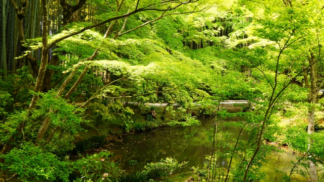 圓光寺の栖龍池と綺麗な新緑