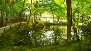 圓光寺の栖龍池の清々しい新緑