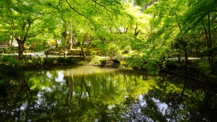 圓光寺の栖龍池の眩しい新緑