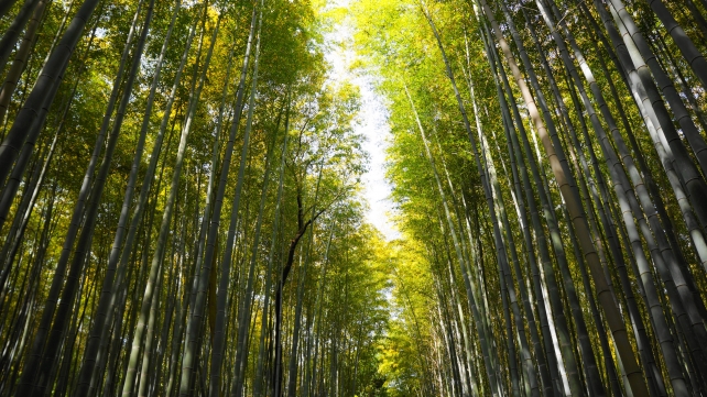 春の京都嵯峨野竹林の新緑