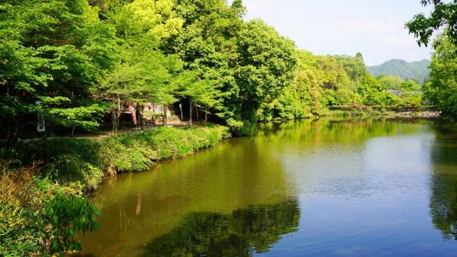 御髪神社と小倉池の鮮やかな新緑
