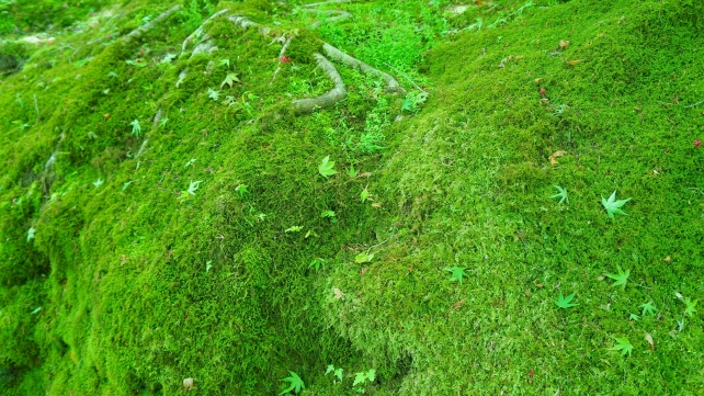 仁王門付近の緑の苔