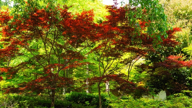 常寂光寺の土蔵付近の新緑と赤い春の紅葉