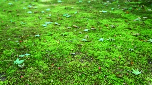 仁王門付近の参道の緑の苔
