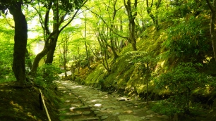 常寂光寺の仁王門付近の参道のきれいな新緑