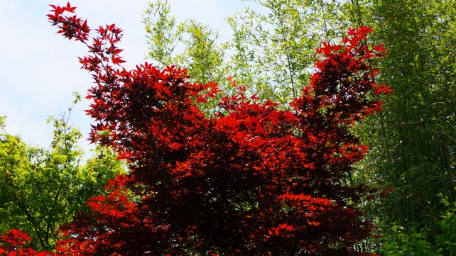 宝筐院庭園の清々しい新緑と赤い春の紅葉
