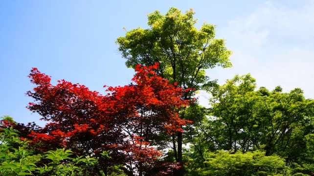 宝筐院庭園の青もみじと赤い華やかな春の紅葉