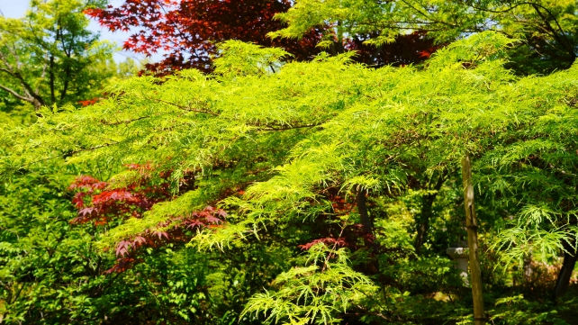 宝筐院庭園の新緑と真っ赤な春の紅葉