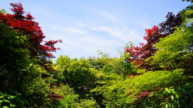 宝筐院庭園の新緑と鮮やかな春の紅葉