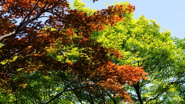 宝筐院の美しい青紅葉と赤い春の紅葉