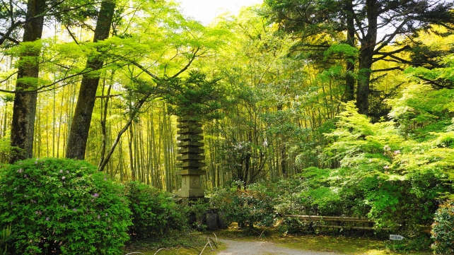 滝口寺の平家供養塔（十三層石塔）の新緑と竹林