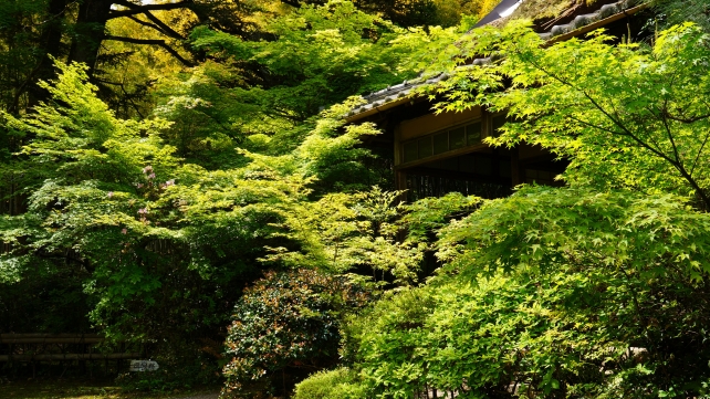 滝口寺の本堂と新緑
