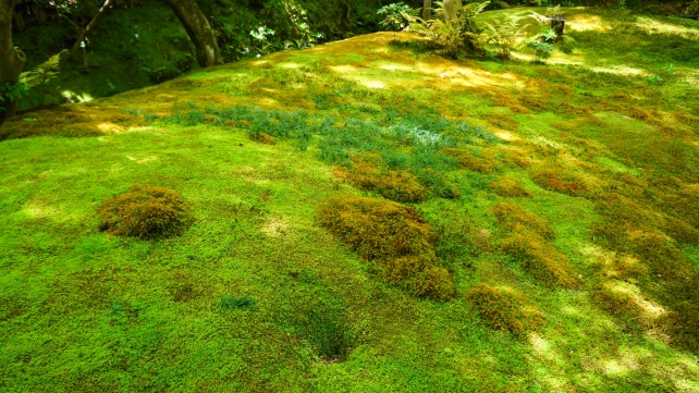 祇王寺の草庵横の緑の苔