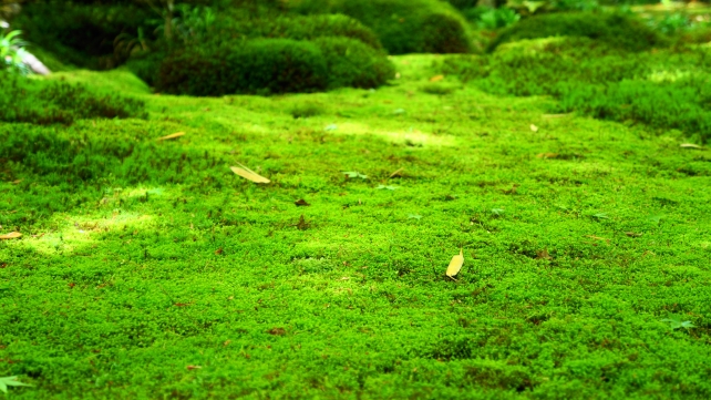 祇王寺の新緑の綺麗な苔庭