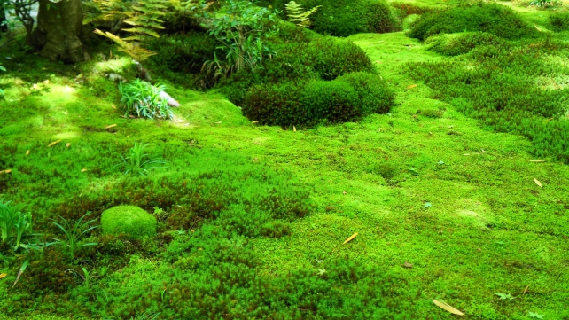 祇王寺の新緑の柔らかい苔庭