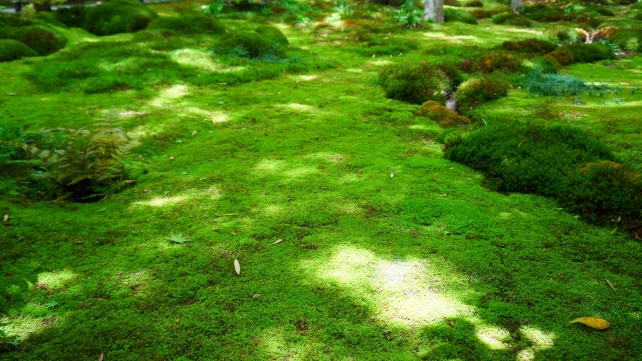 祇王寺の新緑の落ち着く苔庭
