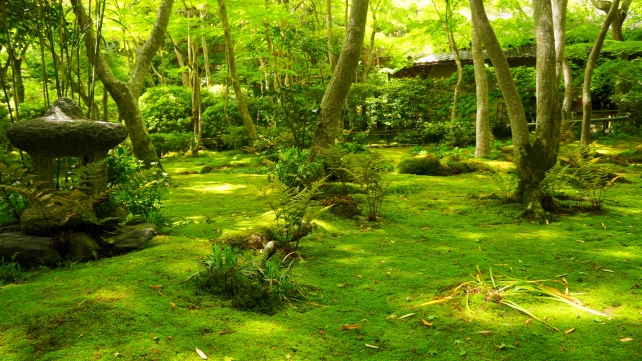 祇王寺の新緑の苔庭の灯篭と草庵と青もみじ