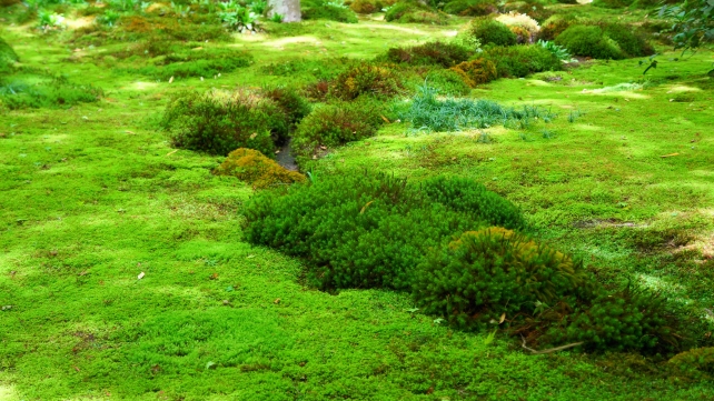 祇王寺の新緑の柔らかい苔庭
