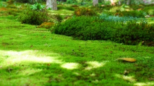 祇王寺の新緑の清々しい苔庭