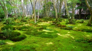 祇王寺の新緑の癒しの苔庭